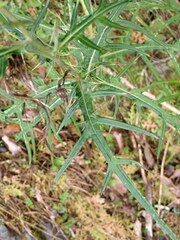 Cirsium tatakaense