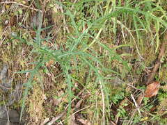 Cirsium tatakaense