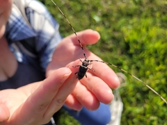 Acanthocinus aedilis