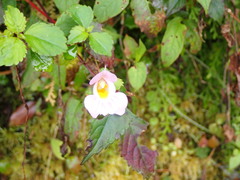 Impatiens uniflora
