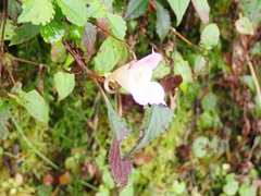 Impatiens uniflora