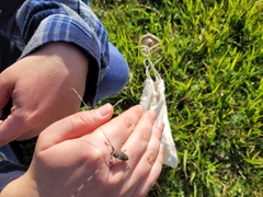 Acanthocinus aedilis