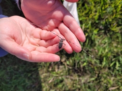 Acanthocinus aedilis