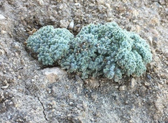 Oreonana vestita