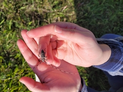 Acanthocinus aedilis