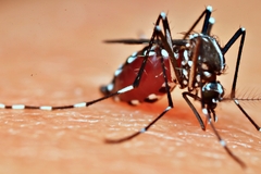 Stegomyia