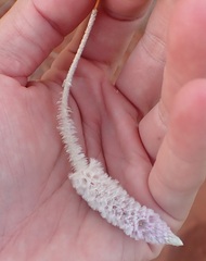 Ptilotus calostachyus