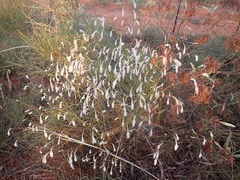 Ptilotus calostachyus