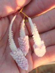 Ptilotus calostachyus