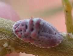 Monophlebidae