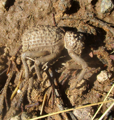 Brachycerus