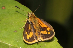 Ocybadistes walkeri sothis