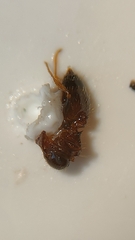 Crematogaster sordidula
