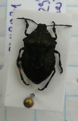 Rhacognathus punctatus