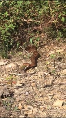 Vipera ammodytes