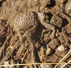 Brachycerus