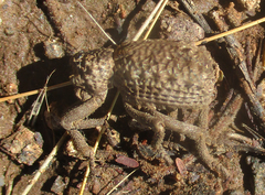 Brachycerus