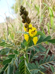 Senna italica
