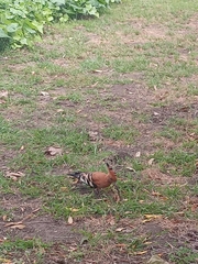 Upupa epops africana