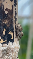 Eris militaris