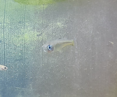 Pseudomugil signifer