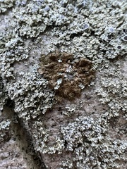 Melanelixia subaurifera