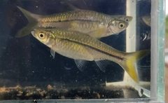 Rasbora argyrotaenia
