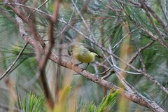 Acanthiza reguloides