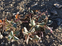 Cycladenia humilis