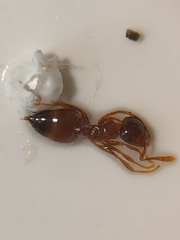 Crematogaster sordidula
