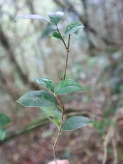 Ligustrum liukiuense