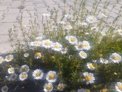 Anthemideae