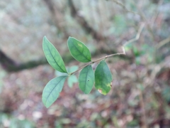 Ligustrum liukiuense