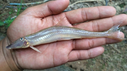 Horseface loach (Acantopsis dialuzona) — Cobitidae — 2