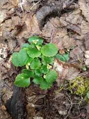Dysopsis glechomoides