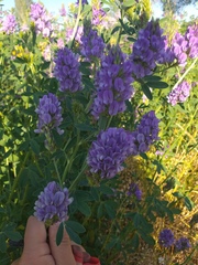 Medicago sativa
