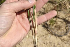 Ehrharta thunbergii