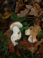 Tricholoma album