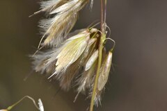 Ehrharta thunbergii
