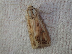 Agrotis herzogi