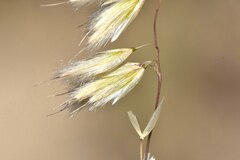 Ehrharta thunbergii