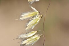 Ehrharta thunbergii