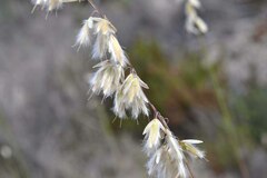 Ehrharta thunbergii
