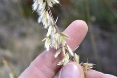 Ehrharta thunbergii