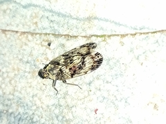 Cixiidae