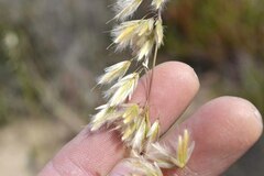 Ehrharta thunbergii