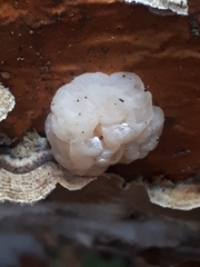 Naematelia encephala