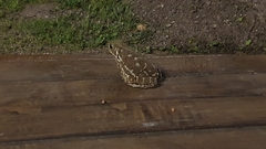 Rhinella arenarum