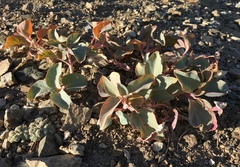Cycladenia humilis