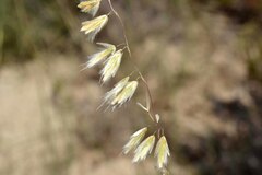 Ehrharta thunbergii